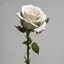 Placeholder: A white rose bleeding from its stem