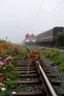 Placeholder: a train tracks in it a lot of colorful wild flowers , a train shows is coming forward , foggy, cloudy gray sky, and thunders , a side view of a dear legs sticks in the train tracks and can not move