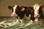 Placeholder: cow swimming in deep water by Caravaggio