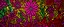 Placeholder: Magenta psychedelics fynbos with floral plants painted by Keith Haring