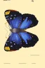 Placeholder: very beautiful butterfly