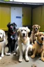 Placeholder: dogdaycare 4person group photo