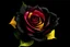 Placeholder: Create black small rose colour and colour background