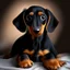 Placeholder: Disney style picture of a black and tan short hair dachshund puppy of 7 months.