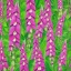 Placeholder: a highly detailed painting of foxglove flowers, seamless pattern, Social Realism , high resolution, oil on canvas