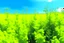 Placeholder: bottom half canola plants, top half sky