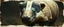 Placeholder: 3d airbrush render, close up on rhino badger , pinhole cam, airbrush 3d rendering, in the style of Titian and Rembrandt , torn edges on border