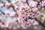 Placeholder: Blooming plum tree, realistic photo, blurred background