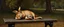 Placeholder: master oil painting by Rembrandt, gremlin rabbit sleeping on a bench in the park