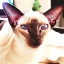 Placeholder: art by Boris Kostygov, intricate detailed Sphynx siamese cat with blue eyes