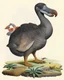 Placeholder: John James Audubon-like illustration of a fully uncropped Dodo bird and a Platypus in a landscape of warm yellows, warm reds, and warm blues