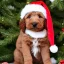 Placeholder: brown goldendoodle puppy with a santa hat