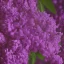 Placeholder: Persian Lilac Syringa x chinensis 'Saugeana' 8k portrait hyperdetailed close up focus beautiful elegant cinematic light delicate insanely detailed high definition intricate triadic vibrant colours complex