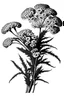 Placeholder: Achillea flower BLACK WITHE DRAWING