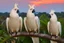 Placeholder: cockatoos, tropical paradise island, sunset