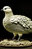 Placeholder: Full armoured dove skin