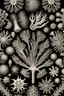 Placeholder: coral illustration ernst haeckel style, single object, black background, vintage