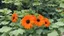 Placeholder: Tithonia rotundifolia in the garden.