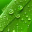 Placeholder: waterdrops on green leave, photorealistic, high quality, 8k , details, macro zoom