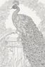 Placeholder: a coloring page peacock no shading