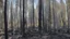 Placeholder: burned out forest