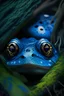 Placeholder: Blue Toad eyes peeking trough a forest