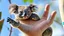 Placeholder: Koala hand