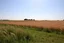 Placeholder: a short wild grass clearing next to an ideal farm field, sunny day, product photo setting, mid-level horizon, taken from 15 feet up