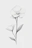 Placeholder: A white jasmine Minimalist white ink pencil and white drawing of white poppie in a white background
