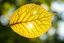 Placeholder: a beautiful single translucent tree leaf with pronounced intricate tiny fractal reticular vascular bundles caught in the light of the sun in the background, sun glare effect, perfect macro nature photography