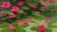 Placeholder: A magenta psychic swamp with frogs painted by Guo Xi