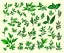 Placeholder: Vector plants and herb set illustration. Watercolor illustration 3D color