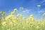 Placeholder: bottom half canola, detailed, top half sky, nature photo