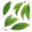 Placeholder: cherry-plum leaves on a white background, smooth vector