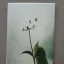 Placeholder: tiny oil painting of single long stem pressed flower, white canvas, ghostly, melancholy, tender, moody, vintage, delicate arrangement, beautiful composition, etsy, aesthetic layout, plain solid white background