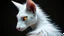 Placeholder: white stylish with textured ears with tufted tips and a subtle pink interior, long and white, sharp jawline and high cheekbones, piercing yellow deep galaxies bright glowing aura with vertical pupils and a golden ring around the iris, soft and white fur trim on shoulders that's longest at the back, intricate subtle and shimmering silver scales on arms