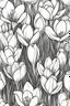 Placeholder: outline art for Spring: Crocuses , White background. sketch style, clean line art, white background, no shadow and clear. White/black