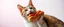 Placeholder: will smith cat eating albino hot dog