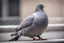 Placeholder: sitting Pigeon by ignasi monreal