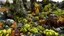 Placeholder: A set of jagged rocks, scattered across what appears to be the ground of an outdoor landscape, is covered in a vibrant variety of lichens. These lichens display a color palette ranging from bright yellows and oranges to muted greens, offering a striking contrast to the weathered stone surfaces. The intricate lichen formations add an almost artistic touch to the otherwise harsh appearance of the rocks. Interspersed among the stones are dark patches of green grass and small leaves. Their natural h