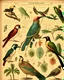 Placeholder: an accurate instructional chart featuring various types of tropical birds in the style of Millot, Haeckel and a vintage encylcopedia color copperplate illustration