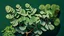 Placeholder: Detailed Illustration of Moringa Leaves Mono Color Background Hyperrealistic 8K High Quality,