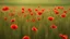 Placeholder: Poppies in a green wheat field in Tuscany at dawn