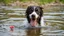 Placeholder: laughing dog in the water playing with flower