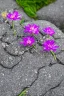 Placeholder: small beautiful flowers grow out of cracks in the grey stones and rocks