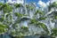 Placeholder: A futuristic alien city, with balconies, verandas, many arches, bridges, spires, paths, trees, dense foliage, Spanish moss, ivy, river, blue sky, white clouds