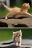 Placeholder: a kitten turning into a bird