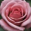 Placeholder: a rose, close-up