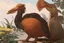 Placeholder: John James Audubon-like illustration of a fully uncropped Dodo bird and a Platypus in a chinoiserie landscape of warm yellows, warm reds, and warm blues