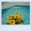 Placeholder: Black-eyed Susans in a swimming pool, old damaged white framed polaroid, bokeh effect